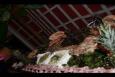 IMG 5454